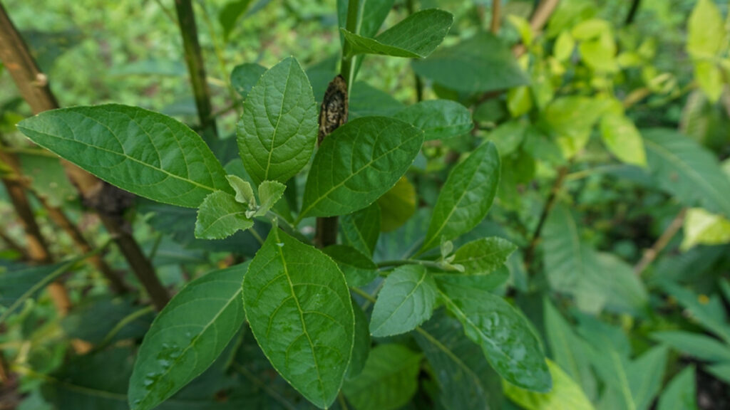 Five Health Benefits Of Bitter Leaves