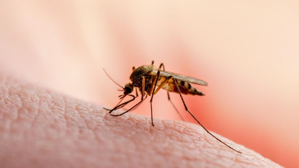 5 Diseases Spread By Mosquitoes Aside  Malaria