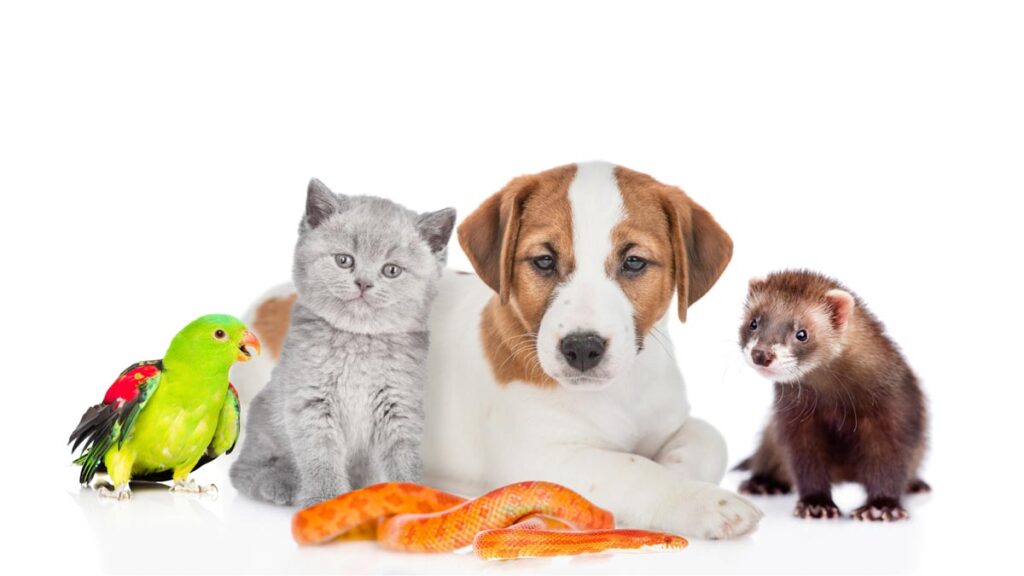 Four Potential Health Benefits Of Owning A Pet