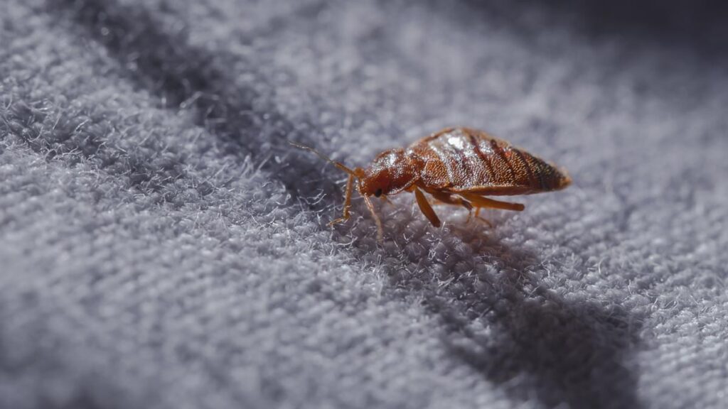 How To Get Rid Of Bed Bugs In Your Home