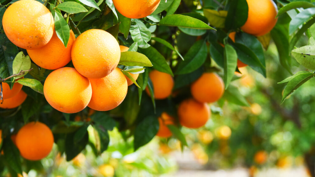 Nutritional and Health Benefits Of Oranges